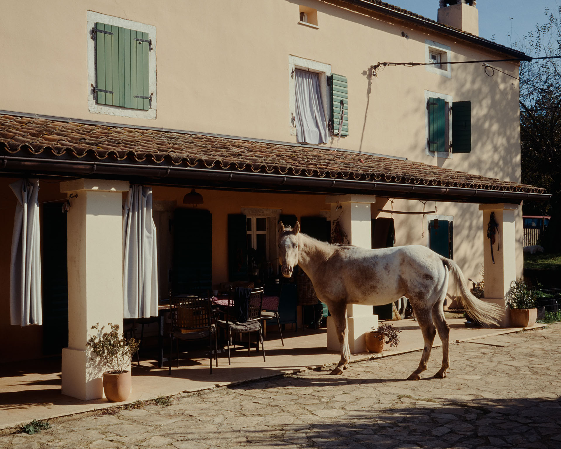 A horse stands in the sun-drenched courtyard of Stancija Kumparička farmhouse in Istria, Croatia
